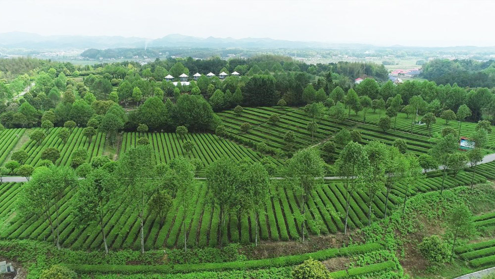 Green Tea from Hunan Xiangfeng